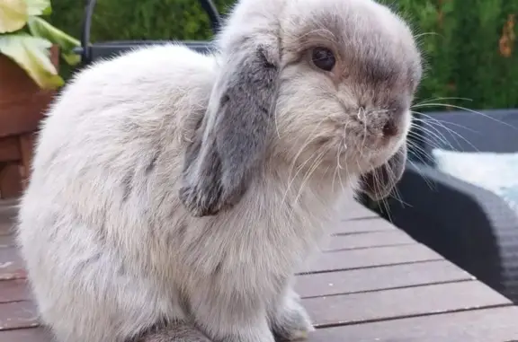 ¡Conejo Minilop Perdido en Oliva! 🐰