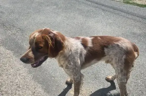 Chien espagnol breton mâle trouvé à La Neuville - photo