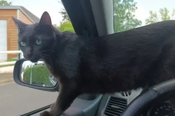 Animaux perdus Tours, photo: Petite minette noire disparue à Tours