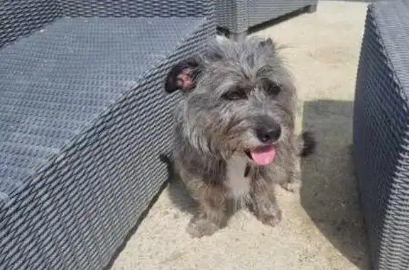 Chien trouvé Bram, photo: Border Terrier trouvé à Bram, emmené à la SPA