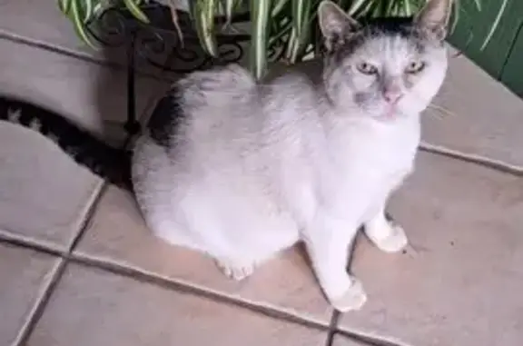 Recherche infos sur chat trouvé à Bellevigne-en-Layon - photo