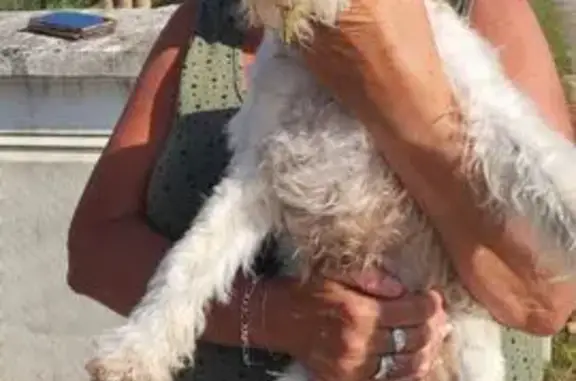 Chien trouvé à Saint-Germain, Grand Est - photo