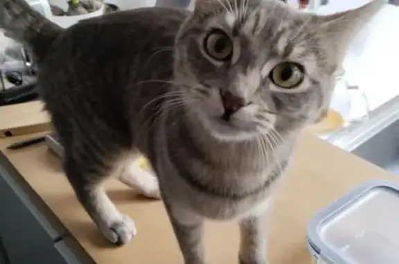 Animaux perdus Lille, photo: Chatte grise tigrée perdue à Lille