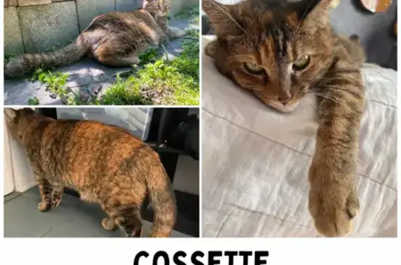 Missing Calico Tabby Cat on Elm Street