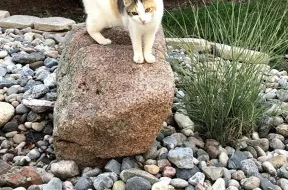 Missing Calico Cat in Fort Collins - Help!