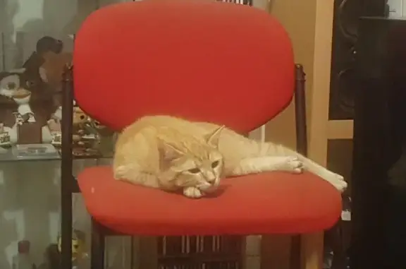 Chat perdu, Grenoble, photo: Chat roux perdu à Grenoble, rue Élie Vernet