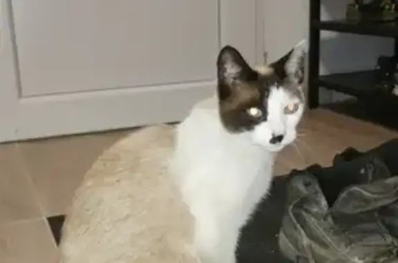 Animaux perdus , photo: Chat Disparu à Dieudonné: Plume
