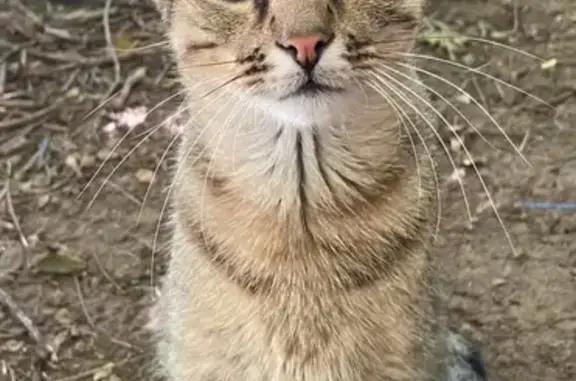 Lost Gray Tabby Cat Bruno - Olive St, St. Louis