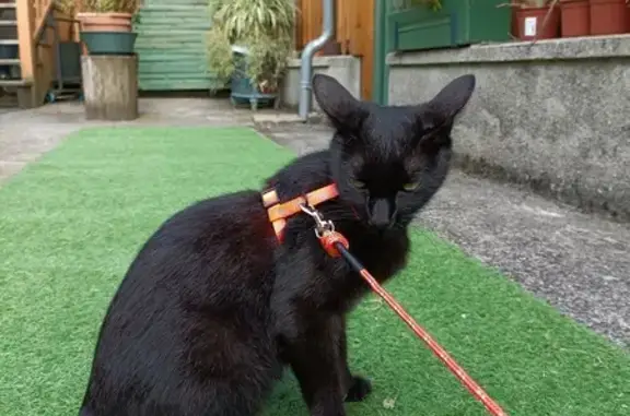 Animaux perdus Lanobre, photo: Chatte noire disparue, Route D'Auzaric, Lanobre