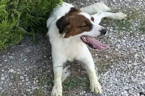 Animaux perdus , photo: Épagneul blanc marron perdu, Taylor, Rue Basse