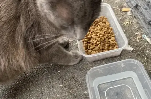 Chat gris trouvé, sociable, Rue Trarieux 69 - photo