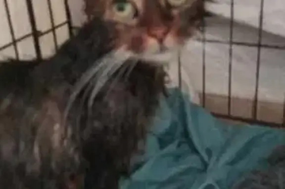 Chat tigré trouvé mal en point à Abscon - photo