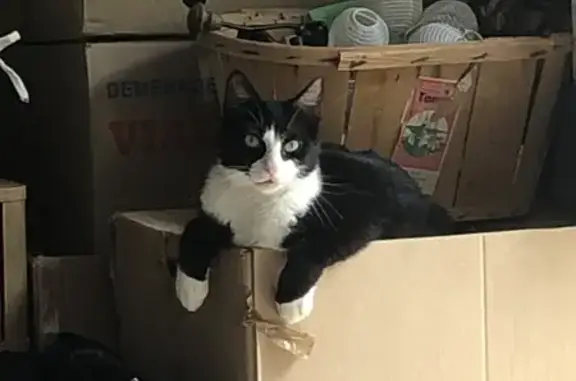 Chat perdu, , photo: Chat noir et blanc 2 ans perdu à Montaren