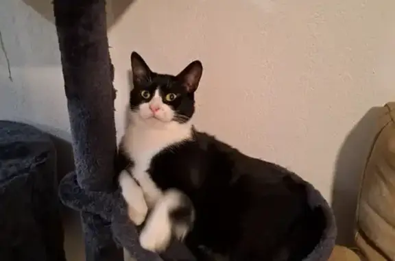 Animaux perdus Périgueux, photo: Chat perdu à Périgueux, quartier gare