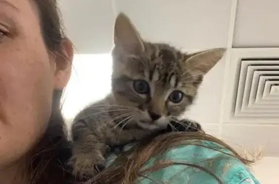 Chaton tigre trouvé à Saint-Soupplets - photo