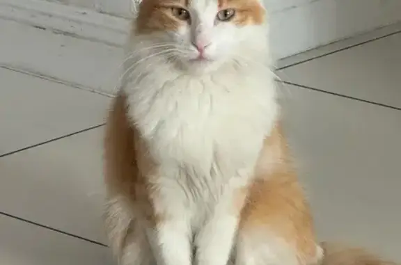 ¡Gato Perdido! Macho Naranja-Blanco, 1 Año