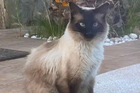 Siamés de Pelo Largo Perdido en El Casar