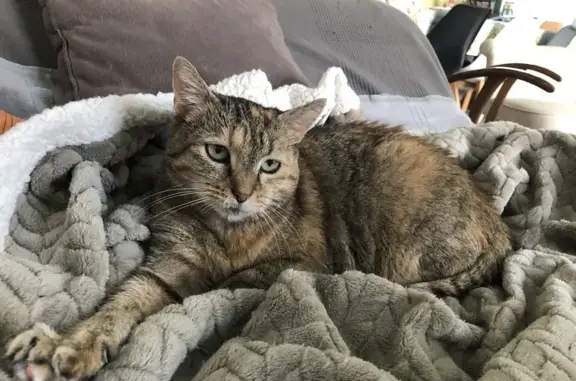 Chat Européen perdu à Duppigheim, Grand Est - photo