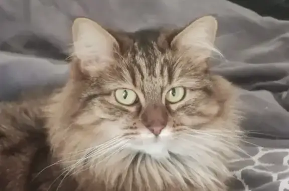 Chatte tigrée à poil long disparue à Évreux - photo