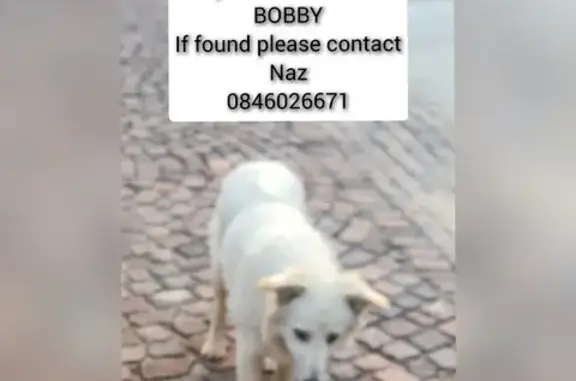 Lost Swiss Shepherd: Bobby, 1 Year Old