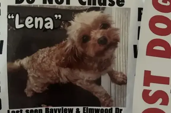 Missing Cavapoo: Lena Needs Meds - Mastic Beach