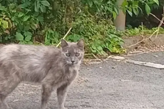 Chat gris affamé trouvé à Croix (Hauts-de-France) - photo