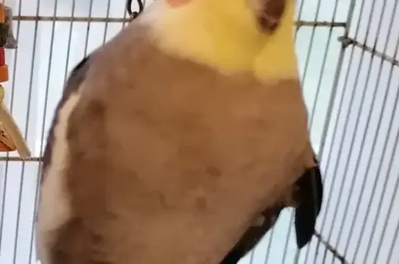 Lost Cockatiel: Help Find My Grey Bird!