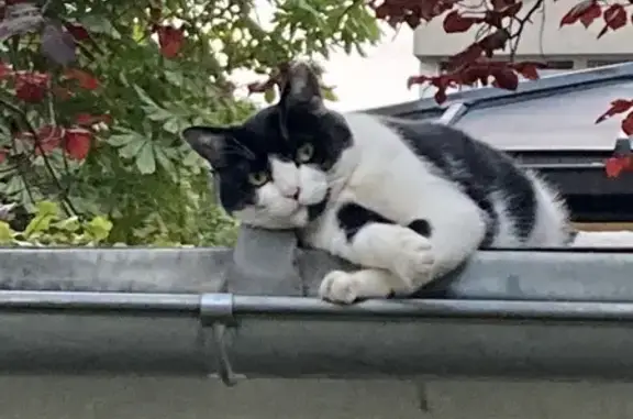 Animaux perdus Courbevoie, photo: Chat mâle perdu, pucé, sans collier, Courbevoie