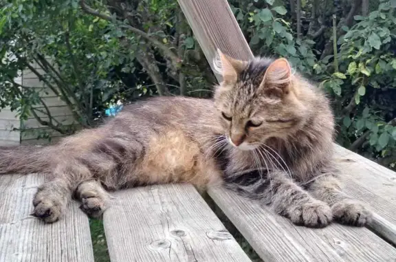 Chat tigre adulte trouvé à Dardilly - photo