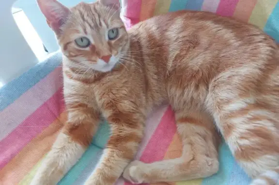 Gato macho tricolor encontrado en Toledo