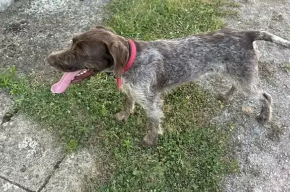 Chien trouvé au Hommet-d'Arthenay, D 89 - photo