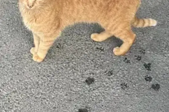 Chat trouvé Les Contamines-Montjoie, photo: Chat roux sociable trouvé à Laska MGM