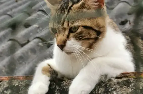 Chat trouvé rue Paul Verlaine, Bordeaux - photo