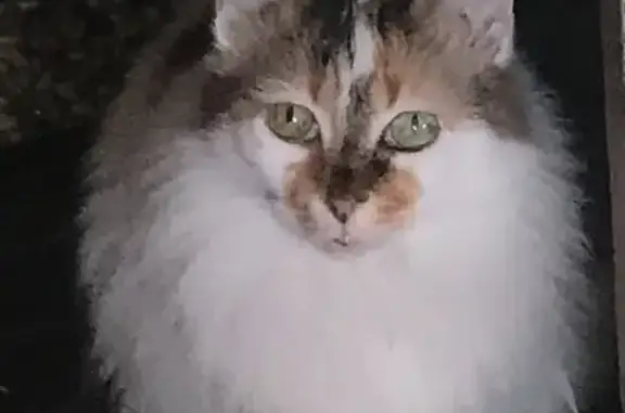 Chat perdu, Saint-Hilaire-de-Riez, photo: Chatte tricolore disparue Rue des Paludiers