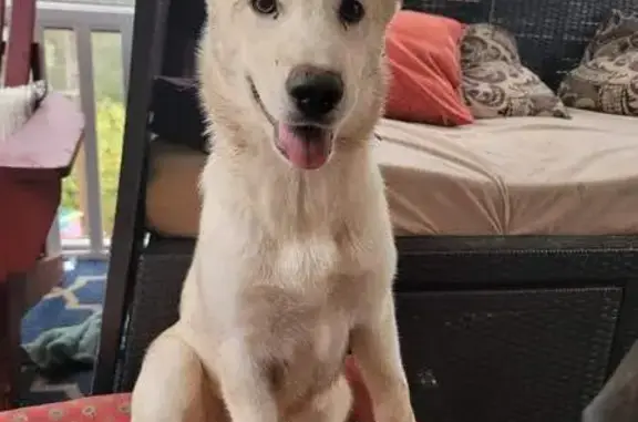 Lost German Shepard Husky in Douglasville