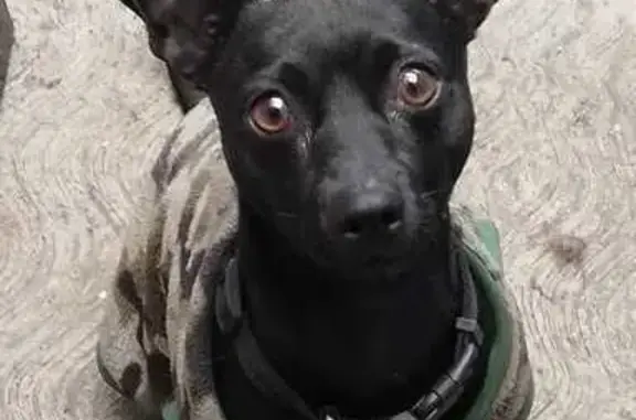 Chihuahua Negro Perdido en Ciudad de México