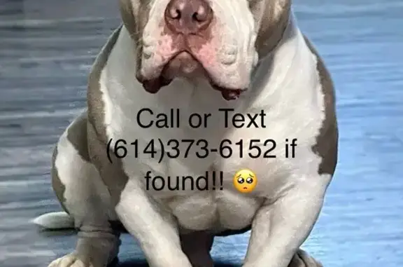 Lost Pitbull Mix: White/Brown, Helen St 466