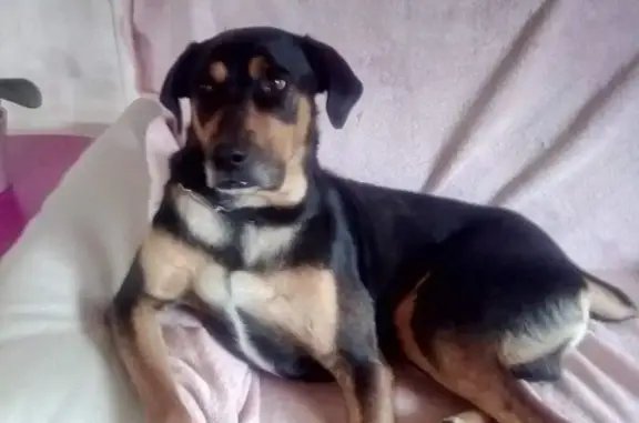 Chien perdu : Croisé beauceron/braque noir et marron - photo
