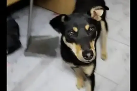 Perra Criolla Esterilizada Encontrada: San Salvador