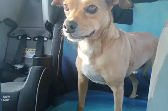 Found: Sweet Male Chihuahua Mix on East Division