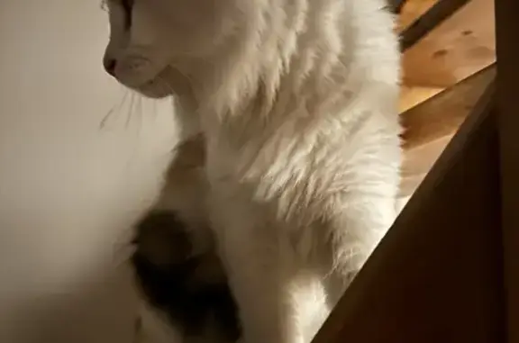 Chat trouvé , photo: Chatte tricolore retrouvée à Montchevreuil