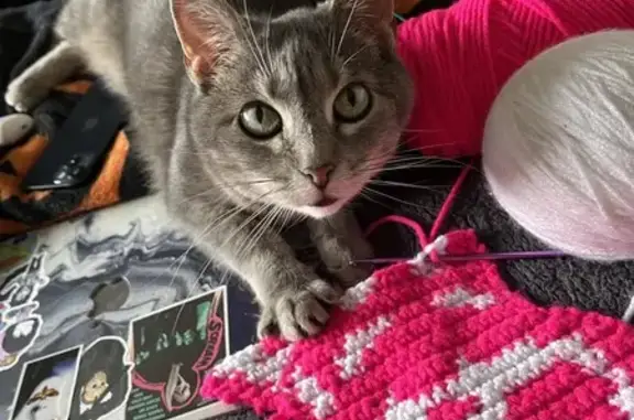 Missing Grey Tabby Cat: Tempe, S McKemy St