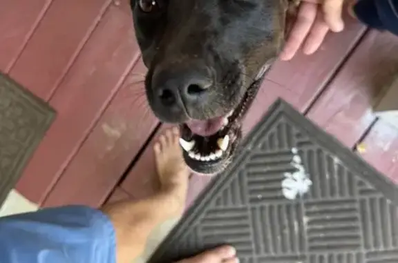 Found: Black & White Female Dog on Knoll Crest