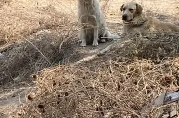 Perro Perdido en Naucalpan: Roshan, Blanco, Mestizo