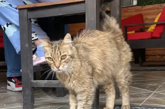 Gato Atigrado Amarillo Encontr...