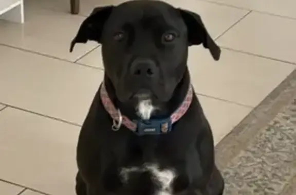 Lost Black Staffy Bella - Playford Area