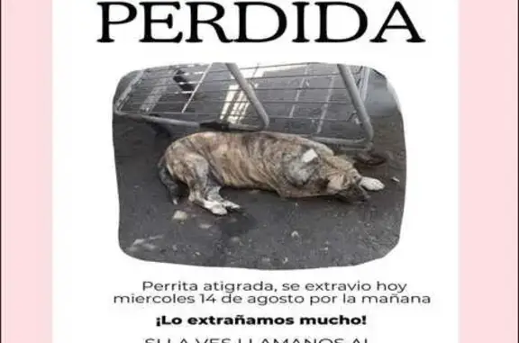 ¡Perro Perdido! Dulce, Atigrada con Pecho Blanco