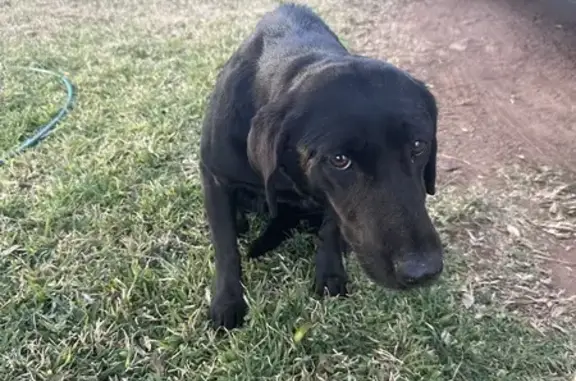 Found Black Lab Mix on Green St, Mayville