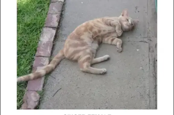 Missing Ginger Cat - Friendly, Red Collar