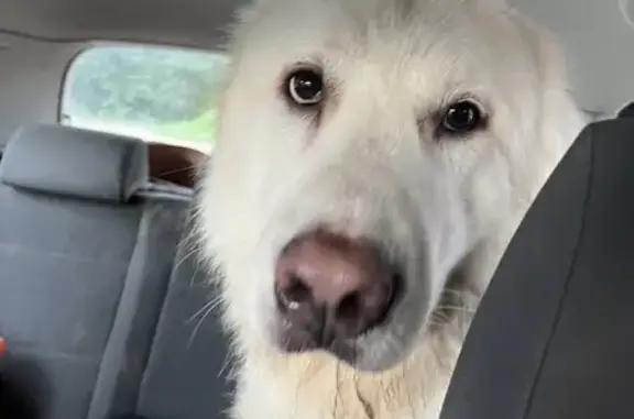 Prince, Patou Croisé Trouvé à Gagnac-sur-Garonne - photo